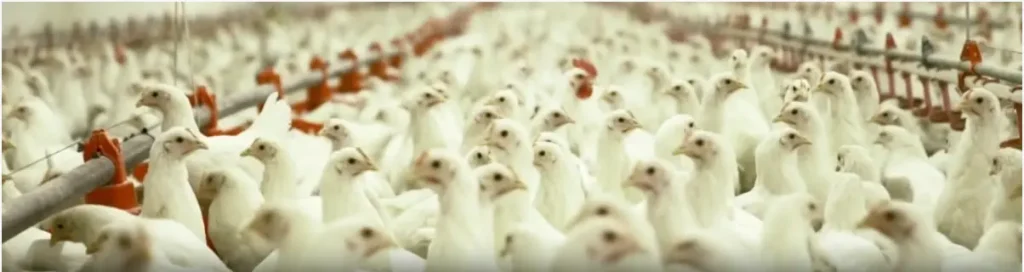 chicken rate today